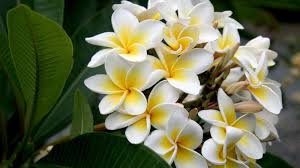 Plumeria Acutifolia Flower Extract